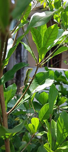 istock Green Bronchocela jubata lizard among the leaves 2248984308