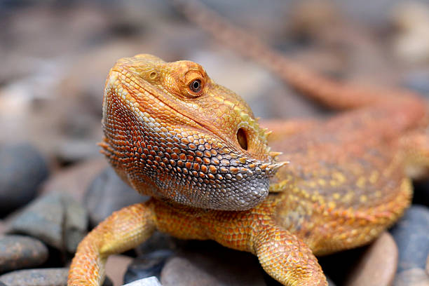 istock Bearded dragon lizard on Natural Habitat 2248984557