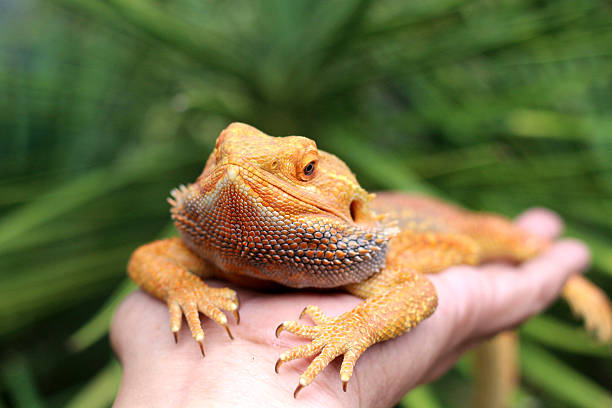 istock Bearded dragon lizard on Natural Habitat 2248985259