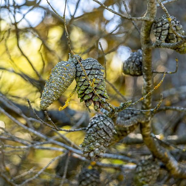 Nestled in a forest bed dappled with golden light, a pair of pinecones rest like ancient relics beneath a tangle of twigs and autumn leaves. The world around them glows with the warm hush of late afternoon, as if nature itself is holding its breath, caught in a quiet spell of woodland wonder. Each scale tells a tale, each shadow a secret—waiting to be discovered by those who dare to look a little closer.