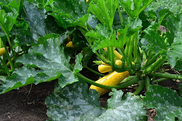 istock organic Yellow Squash Plants Growing in a Lush Garden 2248985402