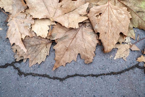 Fallen autumn leaves on the ground. Autumn background. Top view.