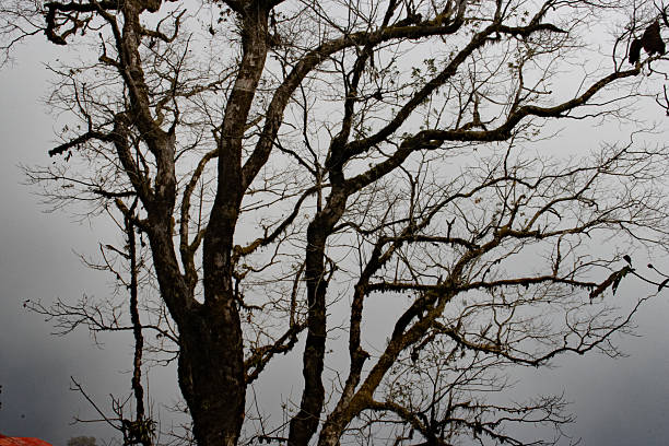 silhouette of tree in the fog at dawn. outreached bare branches with gray sky.