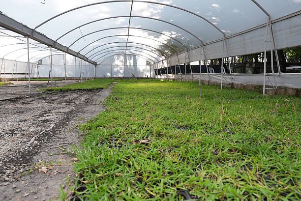istock Natural Grass Growing Area in an Indoor Environment 2248988099