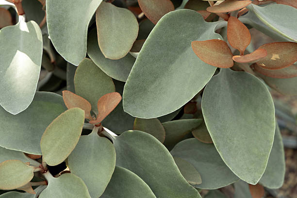 istock Soft tropical plant green succulent leaves texture natural background. 2248988287