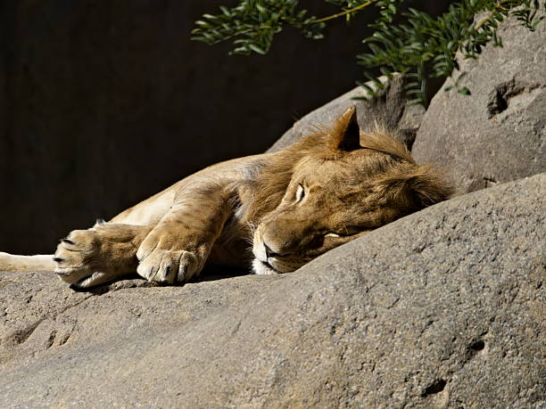 istock Northern lion sleeping peacefully on a rock / Panthera leo leo 2248989306