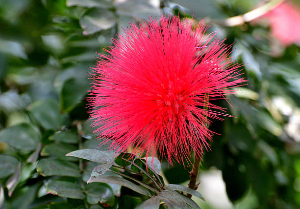 Native to tropical and subtropical regions, calliandra haematocephala is in the pea family and is very popular evergreen flowering shrub/tree, producing brilliant red/white powder puff–like flowers with numerous and conspicuous stamens (the filaments that hold pollen at their top), grouped together in a ball-shaped inflorescence. It blooms primarily in fall and winter, but sporadic additional bloom may occur throughout the rest of the year. The blooms are brilliant red or white and stand out.