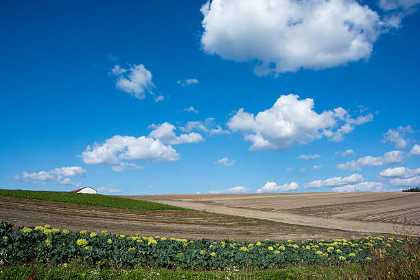 Broccoli field, under a cloudy sky, with Gabilan Mountain Range in the background.\n\nTaken near Chualar, California, USA.