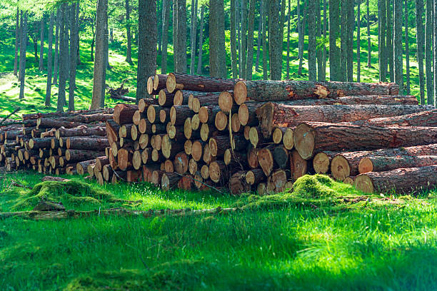 A neat pile of cut logs lies in a vibrant green forest clearing, capturing rustic wood, natural textures, and the calm, outdoorsy mood of woodland storage and regeneration.