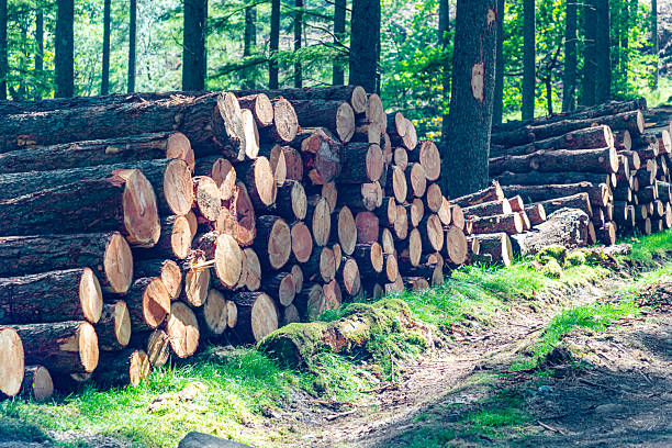 istock Stacked firewood logs in a forest clearing under sunny green pine trees ready for winter 2248991237
