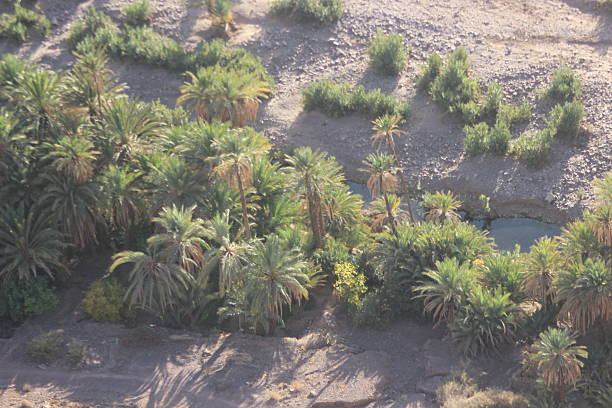 Fint Oasis in Ouarzazate
