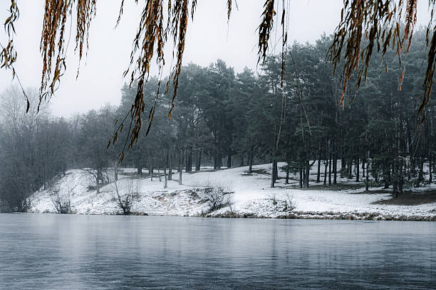 Winter scenic with icy tree branches, ducks swimming in a lake on a winter day, Evansville, IN