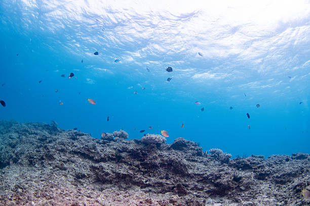 A clear tropical reef landscape with small fish swimming above a sunlit coral slope. The shallow blue water and scattered reef structures create a peaceful and natural underwater scene. Ideal for themes related to marine life, tropical oceans, snorkeling, diving, and nature backgrounds.