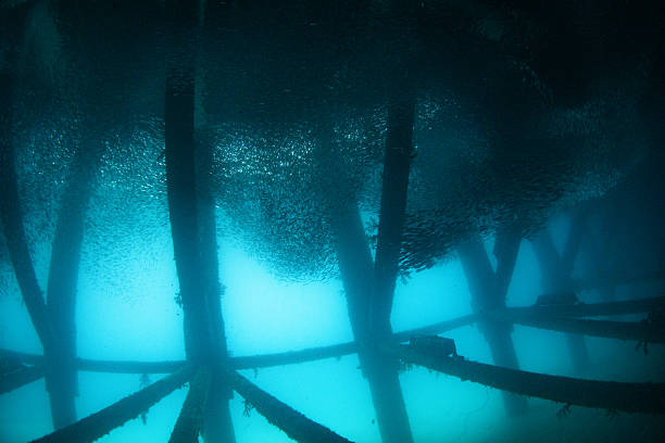 Underwater photograph capturing a dense school of small fish (commonly known as Mijin) forming a swirling silver mass beneath a submerged structure.The compact formation creates a striking wall-like pattern, conveying movement, vitality, and the dynamics of marine ecosystems.Ideal for marine ecology content, educational material on fish schooling behavior, diving imagery, and environmental-themed visuals.