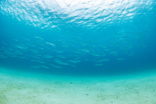 Underwater photograph of a school of barracuda swimming over a sandy seabed in clear blue water.The streamlined fish move in formation, creating a dynamic sense of flow and a natural ocean gradient with soft sunlight.Ideal for marine ecology content, diving imagery, educational material, environmental visuals, and ocean-themed backgrounds.