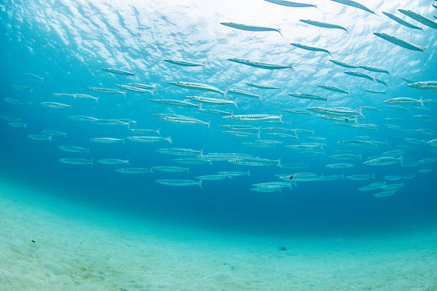 Underwater photograph of a school of barracuda swimming over a sandy seabed in clear blue water.The streamlined fish move in formation, creating a dynamic sense of flow and a natural ocean gradient with soft sunlight.Ideal for marine ecology content, diving imagery, educational material, environmental visuals, and ocean-themed backgrounds.