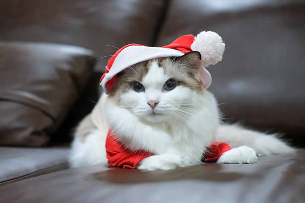 istock Cute Ragdoll cat in a Christmas costume. 2248999205