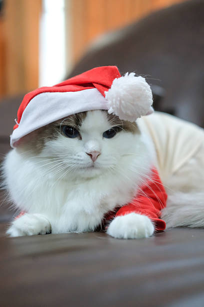 Cute Ragdoll cat in a Christmas costume.