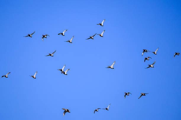 istock flock of ducks flying in sky 2249000516