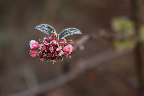 “Dawn” viburnum with pink flowers and leaves covered by frost. Viburnum bodnantense on winter