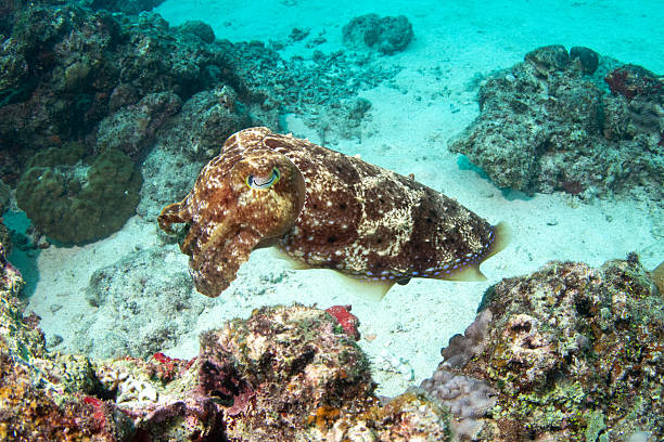 A cuttlefish rests on a sandy coral reef, blending its patterned skin with the surrounding environment in clear tropical water. The detailed close-up showcases the animal’s natural camouflage and unique marine features. Ideal for themes related to marine biology, underwater wildlife, tropical oceans, and cephalopod behavior.