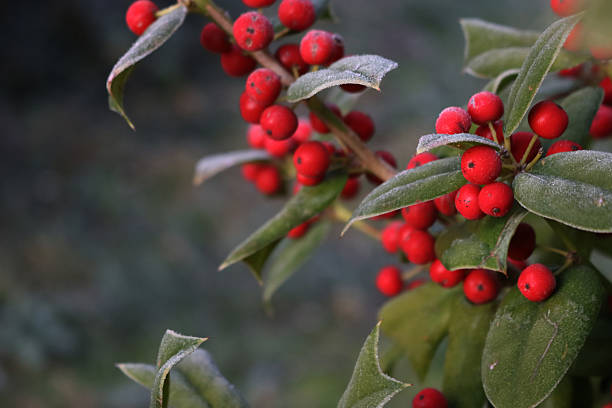 Frost on Holly branch with ripe red berries. Ilex cornuta bush in winter. Christmas or winter background with copy space