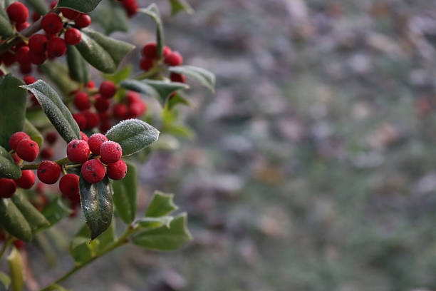 Frost on Holly branch with ripe red berries. Ilex cornuta bush in winter. Christmas or winter background with copy space