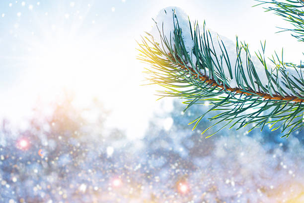 istock Snow covered pine branch in rays of sunlight. Landscape. Winter forest. 2249001108
