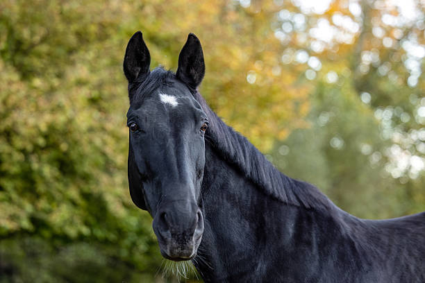 Black warmblood gelding standing outdoors with soft natural light and autumn foliage in the background