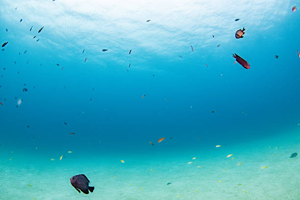 A bright and tranquil underwater scene featuring scattered colorful reef fish swimming over a wide sandy seafloor. The clear blue water and soft light create an open, peaceful atmosphere, making this image ideal for themes related to marine life, ocean nature backgrounds, snorkeling environments, and tropical underwater landscapes.