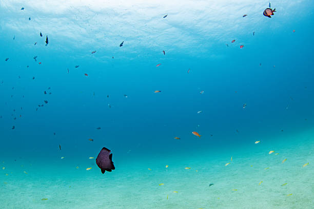 A bright and tranquil underwater scene featuring scattered colorful reef fish swimming over a wide sandy seafloor. The clear blue water and soft light create an open, peaceful atmosphere, making this image ideal for themes related to marine life, ocean nature backgrounds, snorkeling environments, and tropical underwater landscapes.