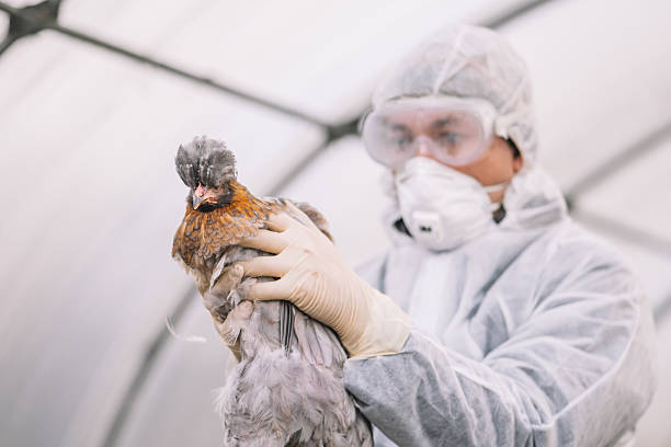 istock Veterinary lab specialist holding a chicken while performing a scientific avian pathogen swab during active poultry virus outbreak diagnostics. 2249004019