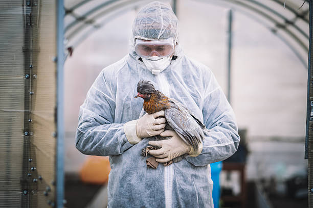 Scientists conduct diagnostic tests on chickens, examining samples for dangerous avian viruses and monitoring the spread of infectious poultry diseases. the concept of an outbreak of bird wheezing on a farm. extermination of sick birds.
