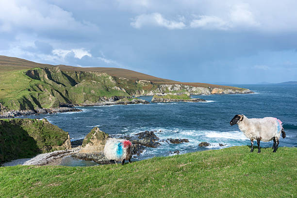 istock A panoramic view of the Cleggans Cliffs in Ireland with sheeps. 2249006132