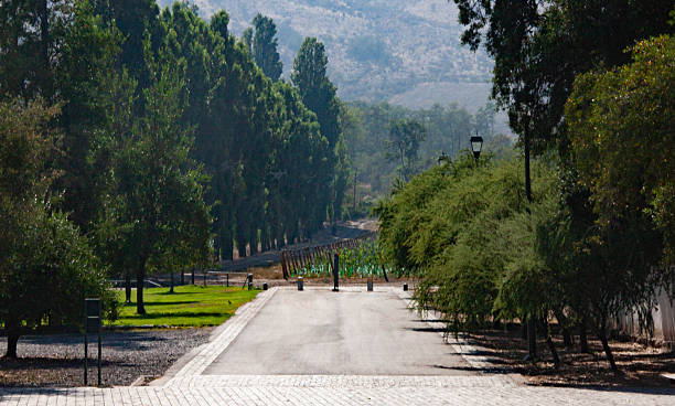 istock The Emerald Path to the Vineyards 2249006793
