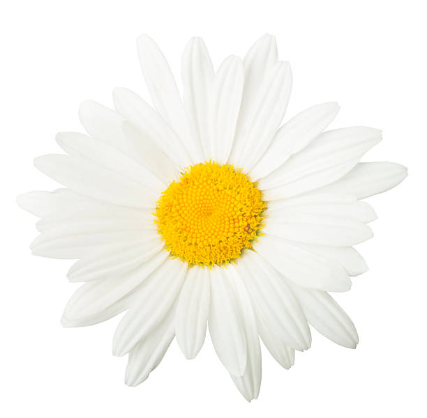 istock One white daisy flower isolated on white background. Flat lay, top view. Floral pattern, object 2249007947