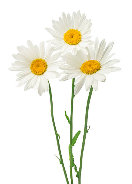 istock Three daisy flowers isolated on a white background. 2249007952