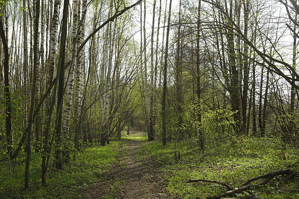 Spring in the forest. A path and trees with the first soft green leaves. Forest landscape.