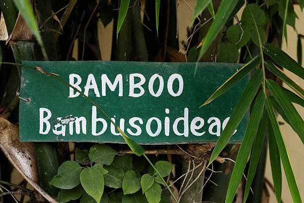 sing in white letters on green background Bamboo Bambusoideae (subfamily)