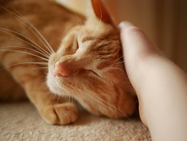 istock Beautiful Tabby Cat Having Its Ear Scratched 2249009459