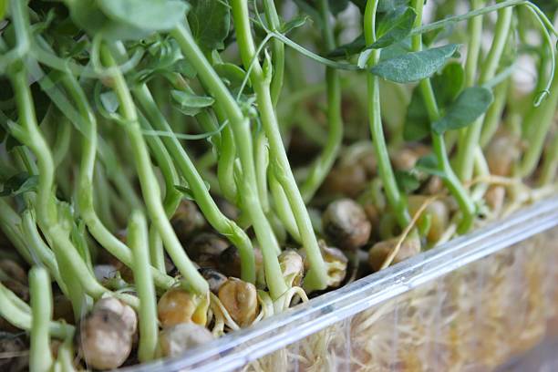 istock Pea microgreens growing in transparent tray 2249009541