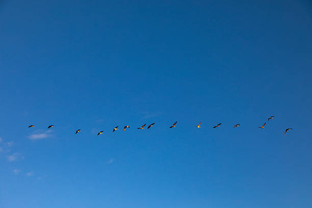 A flock of pelicans glides gracefully in formation against a wide open blue sky. The minimalist composition emphasizes movement, freedom, and the beauty of nature.