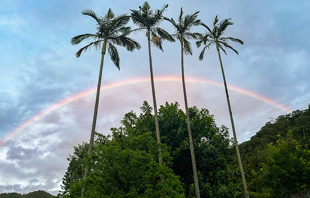 istock Rainbow and Betel Nut Palm Trees Silhouette at Dawn in Wulai, Taiwan. 2249013696