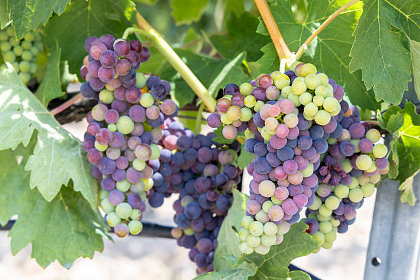 istock Veraison on ripening grapes in a Spanish vineyard 2249013875