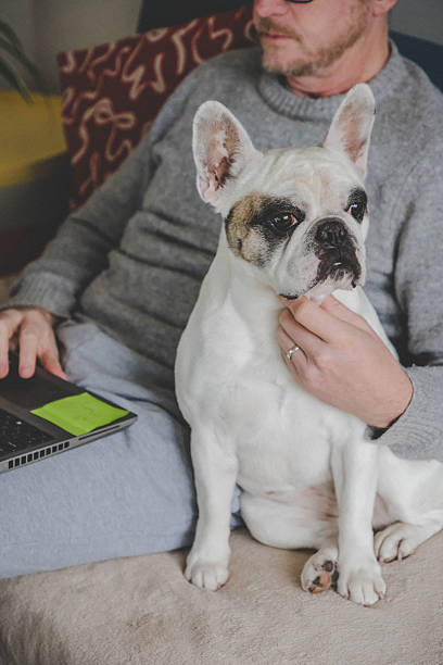 istock Man working at home with his Frenchie dog 2249013957