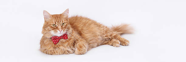 Minimalistic studio portrait of a red long-haired cat in a red bow tie on a white background, isolated, high detail, suitable for commercial and holiday projects.