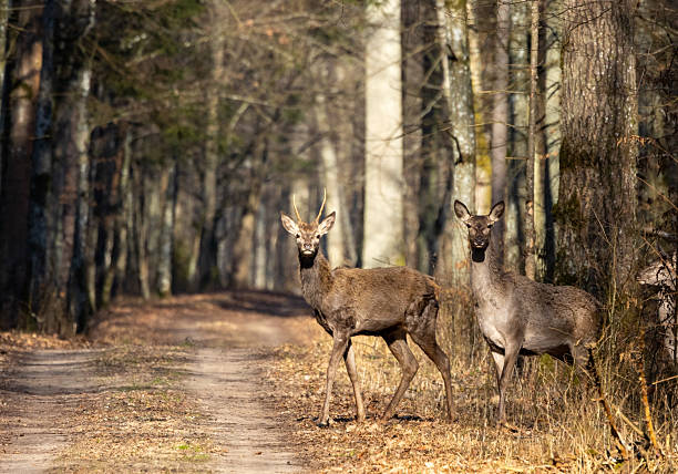 Deers crossing a sunlit woodland trail, exhibiting cautious behavior in its natural habitat, late winter environment, Bialowieza Forest, Poland, Europe