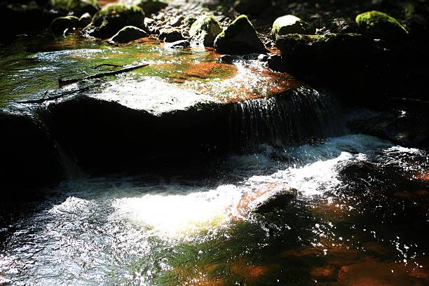 Forest stream cascade over rocky ledge with foam and moss in filtered light.