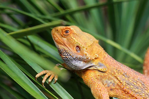 istock Bearded dragon lizard on Natural Habitat 2249016612