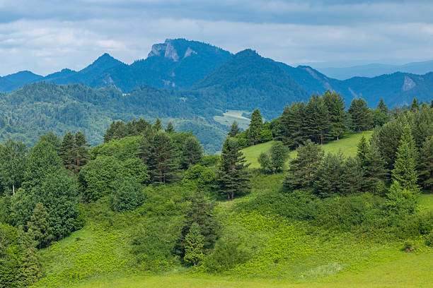 Rolling green hills and dense forests climbing towards distant mountain peaks in Slovakia